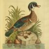 Naturgeschichte seltener Vögel: und anderer seltener Tiere & die nicht beschrieben wurden, Vierfüßer, Reptilien, Fische, Insekten, &c. Dargestellt auf Einhundertzehn Kupferstichen, Mit einer umfangreichen & genauen Beschreibung jeder Figur... – Bild 6