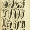 Le chirurgien dentiste, ou traité des dents, ou l1 enseigne les moyens de les entretenir propres & saines, de les embellir, d7en réparer la perte & de remédier à leurs maladies, à celles des Gencives & aux accidens qui peuvent survenir aux autres parties voisines des Dents... Ouvrage enrichi de quarante-deux Planches en taille douce. - 이미지 2
