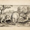 Animalium quadrupedum omnis generis verae et artificiosissimae delineationes, pictore Marco Gerardo Brugense.