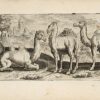 Animalium quadrupedum omnis generis verae et artificiosissimae delineationes, pictore Marco Gerardo Brugense. – Image 5