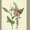 Fleurs peintes à l’aquarelle. - 图片 2