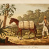 Voyages dans la partie septentrionale du Brésil, depuis 1809 jusqu’en 1815, Comprenant les provinces de Pernambuco (Fernambouc), Seara, Paraïba, Maragnan, etc. Traduits de l’anglais par M. A. Jay. Ornés de huit planches coloriées et de deux cartes.