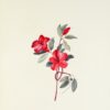 Histoire naturelle. Botanique. - 이미지 3