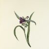 Histoire naturelle. Botanique. - 이미지 2