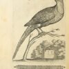 Vccelliera oder Abhandlung über die Natur und Eigenschaften verschiedener Vögel und insbesondere derjenigen, die singen. Mit der Art, sie zu fangen, zu erkennen, zu züchten und zu pflegen. Und mit den Abbildungen... Werk, gewidmet dem Herrn Ritter von Pozzo. – Bild 6