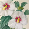 Choix des plus belles fleurs et des plus beaux fruits - 이미지 6