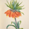 Choix des plus belles fleurs et des plus beaux fruits - 이미지 4
