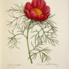 Choix des plus belles fleurs et des plus beaux fruits - 이미지 3