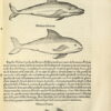 Delle Navigationi et Viaggi in molti luoghi corretta, et ampliata, nella quale si contengono la descrittione dell'africa, & ... – Bild 4