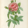 Die Rosen gemalt von J.P. Redouté.