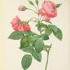 Die Rosen gemalt von J.P. Redouté. – Bild 3