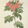 Die Rosen gemalt von J.P. Redouté. – Bild 5
