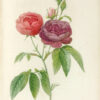 Die Rosen gemalt von J.P. Redouté. – Bild 2