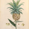 La Botanique mise a la portée de tout le monde ou collection des plantes d’usage dans la médecine dans les alimens et dans les arts. Avec des notices instructives puisées dans les auteurs les plus celebres, contenant la description, le climât, la culture, les proprietes et les vertus propres a chaque plante, precedé d’une introduction a la botanique, ou dictionnaire abregé des principaux termes emploiés dans cette science. Executé et Publié par Les Sr. Et De.Regnault Avec approbation et Privilege dy Roy. – Image 6