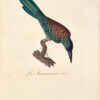 Oiseaux dorés ou à reflets métalliques. I- Histoire naturelle et générale des colibris, oiseaux-mouches, jacamars et promerops. II- ... des grimpereaux et des oiseaux de paradis. – Image 6