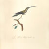 Oiseaux dorés ou à reflets métalliques. I- Histoire naturelle et générale des colibris, oiseaux-mouches, jacamars et promerops. II- ... des grimpereaux et des oiseaux de paradis. – Image 9