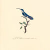 Oiseaux dorés ou à reflets métalliques. I- Histoire naturelle et générale des colibris, oiseaux-mouches, jacamars et promerops. II- ... des grimpereaux et des oiseaux de paradis. – Image 10