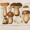 Les champignons de la province de Nice et principalement les espèces comestibles, suspectes ou vénéneuses dessinés d’après nature et décrits. – Image 3