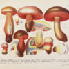 Les champignons de la province de Nice et principalement les espèces comestibles, suspectes ou vénéneuses dessinés d’après nature et décrits.