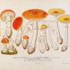 Les champignons de la province de Nice et principalement les espèces comestibles, suspectes ou vénéneuses dessinés d’après nature et décrits. – Image 4