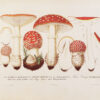 Les champignons de la province de Nice et principalement les espèces comestibles, suspectes ou vénéneuses dessinés d’après nature et décrits. – Image 5