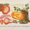 Les champignons de la province de Nice et principalement les espèces comestibles, suspectes ou vénéneuses dessinés d’après nature et décrits. – Image 6