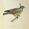 Iconographie des pigeons non figurés par Mme Knip (Mme Pauline de Courcelles) dans les deux volumes de MM. Temminck et Florent Prévost. - Image 3