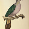 Iconographie des pigeons non figurés par Mme Knip (Mme Pauline de Courcelles) dans les deux volumes de MM. Temminck et Florent Prévost. - Image 4