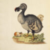 Eine Naturgeschichte der Vögel. – Bild 3