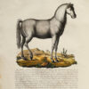 Zoologia Morale esposta in cento venti discorsi in versi o in prosa da Domenico Gazzadi di Sassuolo, gi0 pubblico professore di belle-lettere, socio di varie academie letterarie ; e in altrettante figure d1animali, incise in rame, colle notizie scientifiche del dottore Antonio Baschieri da Modena, membro titolare e gi vice-presidente della Societ2 medico-chirugica di Mompellieri, corrispondente della Societ2 di Medicina di Gand, socio dell'Academia R. De' Filomati di Lucca, ecc., ecc. – Bild 6