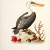Eine Naturgeschichte der Vögel. – Bild 4