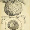 Hesperides sive de malorum aureorum cultura et usu Libri Quatuor - Image 7