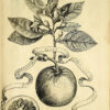 Hesperides sive de malorum aureorum cultura et usu Libri Quatuor - Image 8