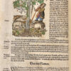 Kreutterbuch darin vnderscheidt Name(n) vnnd wcrckung der Kreutter, Stauden, Hecken vnnd Becmen, sampt iren Frcchten, so inn Tectschen Landen wachsen... auB langwiriger vnnd gewisser erfahrung beschriben. Vnd jetzund von newem fIeiBig vbersehen, gebessert vnd gemehret... - 图片 6