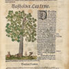 Kreutterbuch darin vnderscheidt Name(n) vnnd wcrckung der Kreutter, Stauden, Hecken vnnd Becmen, sampt iren Frcchten, so inn Tectschen Landen wachsen... auB langwiriger vnnd gewisser erfahrung beschriben. Vnd jetzund von newem fIeiBig vbersehen, gebessert vnd gemehret... - 图片 8