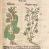 Kreutterbuch darin vnderscheidt Name(n) vnnd wcrckung der Kreutter, Stauden, Hecken vnnd Becmen, sampt iren Frcchten, so inn Tectschen Landen wachsen... auB langwiriger vnnd gewisser erfahrung beschriben. Vnd jetzund von newem fIeiBig vbersehen, gebessert vnd gemehret... - 图片 9