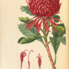 Herbier général de l’amateur, contenant la description, l’histoire, les propriétés et la culture des végétaux utiles et agréables ; dédié au roi, par Mordant de Launay ; continué par M. Loiseleur-Deslongchamps, docteur en médecine, et membre de plusieurs sociétés savantes nationales et étrangères. Avec figures peintes d’après nature par M. P. Bessa, peintre d’histoire naturelle. - 图片 5