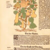 Kre4tterbuch, darin underscheidt, Nammen und W4rckung der Kre4tter, Stauden, Hecken unnd Beumen, sampt ihren Fr4chten, so inn Teutschen Landen wachsen, auch der selben eigentlicher unnd wolgegr4ndter Gebrauch inn der Artzney, fleissig dargeben... Item von den vier Elementen, zamen und wilden Thieren... Jetz und auffs new mit allem Fleiss ubersehen und... gemehret durch Melchiorem Sebizium. - 图片 4