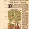 Kre4tterbuch, darin underscheidt, Nammen und W4rckung der Kre4tter, Stauden, Hecken unnd Beumen, sampt ihren Fr4chten, so inn Teutschen Landen wachsen, auch der selben eigentlicher unnd wolgegr4ndter Gebrauch inn der Artzney, fleissig dargeben... Item von den vier Elementen, zamen und wilden Thieren... Jetz und auffs new mit allem Fleiss ubersehen und... gemehret durch Melchiorem Sebizium. - 图片 9