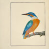 The Birds of Great-Britain, with their Eggs, accurately figured. – Image 3