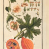 Afbeeldingen der Artseny-Gewassen met Derzelver Nederduitsche en Latynsche beschryvingen. - Image 7