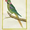 Histoire naturelle des oiseaux. - Imagen 12