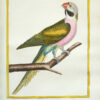 Histoire naturelle des oiseaux.
