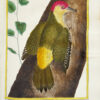 Histoire naturelle des oiseaux. - Imagen 13