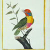 Histoire naturelle des oiseaux. - Imagen 14
