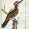 Histoire naturelle des oiseaux. - Imagen 15
