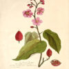 La Botanique mise a la portée de tout le monde ou collection des plantes d’usage dans la médecine dans les alimens et dans les arts. Avec des notices instructives puisées dans les auteurs les plus celebres, contenant la description, le climât, la culture, les proprietes et les vertus propres a chaque plante, precedé d’une introduction a la botanique, ou dictionnaire abregé des principaux termes emploiés dans cette science. Executé et Publié par Les Sr. Et De.Regnault Avec approbation et Privilege dy Roy. – Image 9