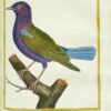 Histoire naturelle des oiseaux. - Imagen 5