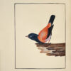 The Birds of Great-Britain, with their Eggs, accurately figured. – Image 4