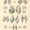 Histoire naturelle du Se9ne9gal. Coquillages. Avec la Relation abre9ge9e de9un Voyage fait en ce pays, pendant les anne9es 1749, 50, 51, 52 & 53. - 图片 3